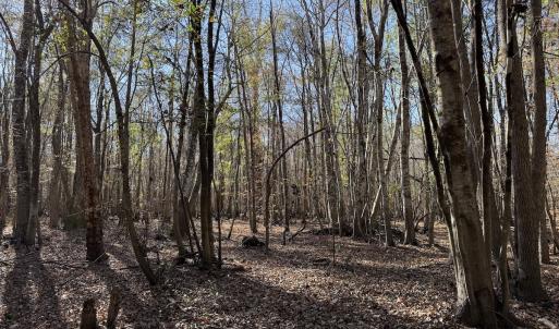 Photo #33 of Off of Macedonia Church Road, Evergreen, NC 17.3 acres