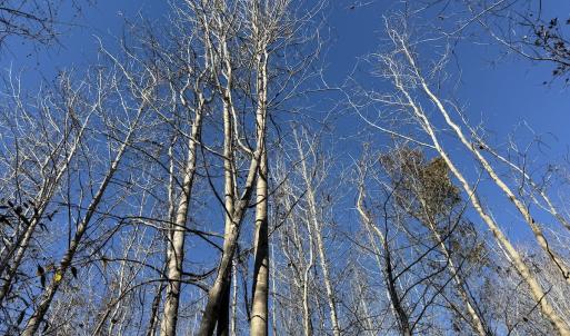 Photo #22 of 4758 Princess Ann Rd, Chadbourn, NC 7.0 acres