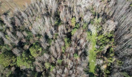 Photo #6 of 4758 Princess Ann Rd, Chadbourn, NC 7.0 acres