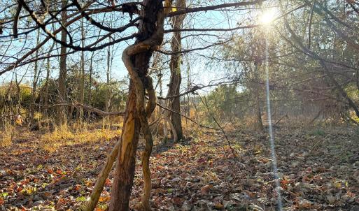 Photo #16 of Off Maple Ave, Sedley, VA 2.1 acres