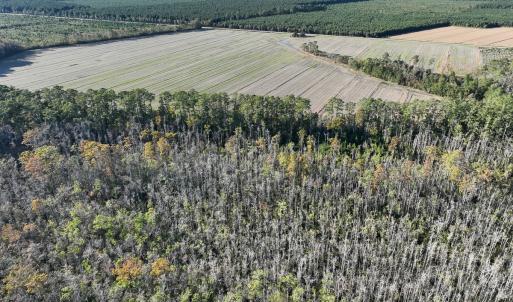 Photo #19 of Off Old Hwy 64, Columbia, NC 156.0 acres