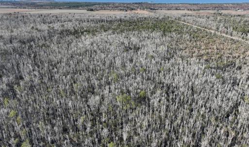 Photo #22 of Off Outfall Canal Road, Swan Quarter, NC 415.0 acres