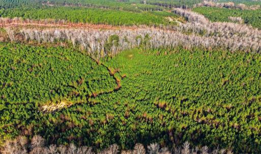 Photo #10 of Off Highway 34, Bishopville, SC 92.7 acres