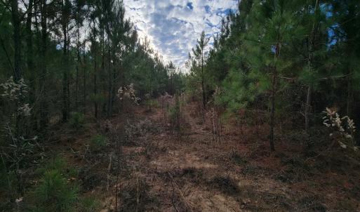Photo #1 of Off Highway 34, Bishopville, SC 92.7 acres