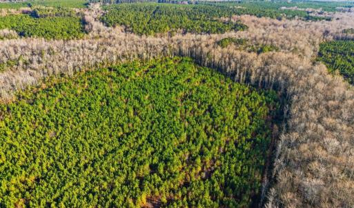 Photo #11 of Off Highway 34, Bishopville, SC 92.7 acres