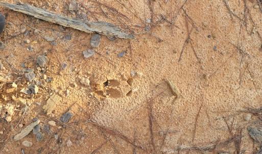 Photo #18 of Off Highway 34, Bishopville, SC 92.7 acres