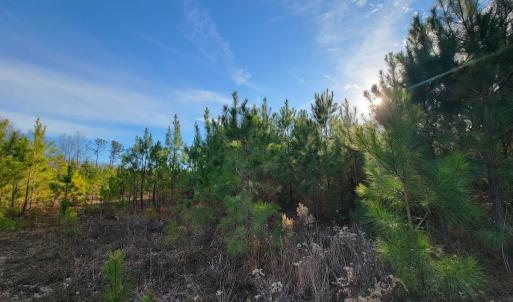 Photo #7 of Off Highway 34, Bishopville, SC 92.7 acres