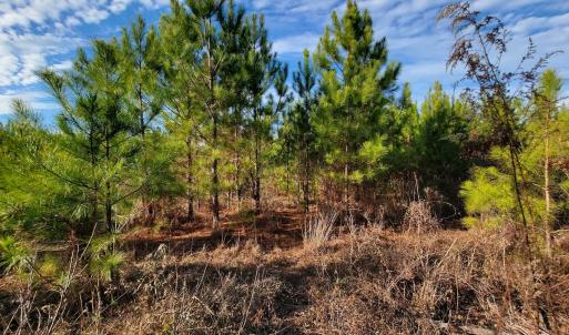 Photo #27 of Off Highway 34, Bishopville, SC 92.7 acres