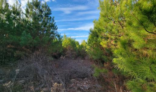 Photo #32 of Off Highway 34, Bishopville, SC 92.7 acres