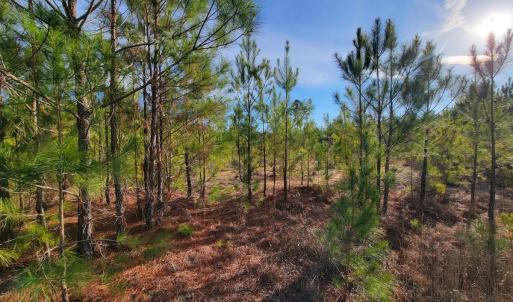 Photo #26 of Off Highway 34, Bishopville, SC 92.7 acres