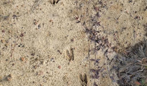 Photo #28 of Off Highway 34, Bishopville, SC 92.7 acres