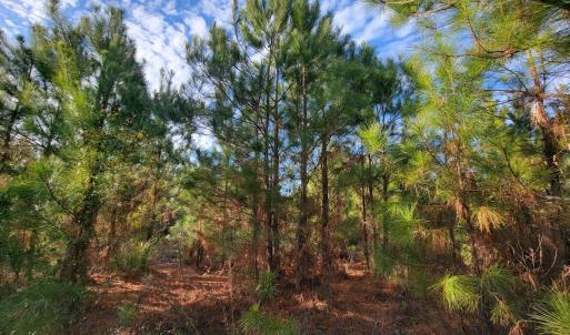 Photo #31 of Off Highway 34, Bishopville, SC 92.7 acres