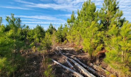 Photo #29 of Off Highway 34, Bishopville, SC 92.7 acres