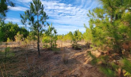 Photo #34 of Off Highway 34, Bishopville, SC 92.7 acres