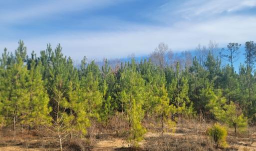 Photo #35 of Off Highway 34, Bishopville, SC 92.7 acres