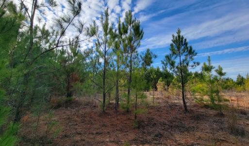 Photo #36 of Off Highway 34, Bishopville, SC 92.7 acres