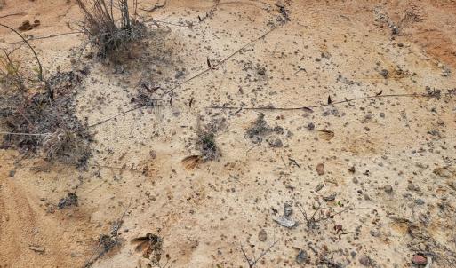 Photo #38 of Off Highway 34, Bishopville, SC 92.7 acres