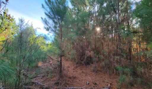 Photo #39 of Off Highway 34, Bishopville, SC 92.7 acres