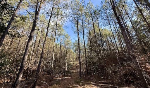 Photo #88 of 3572 NC Highway 42 E, Tarboro, NC 42.8 acres