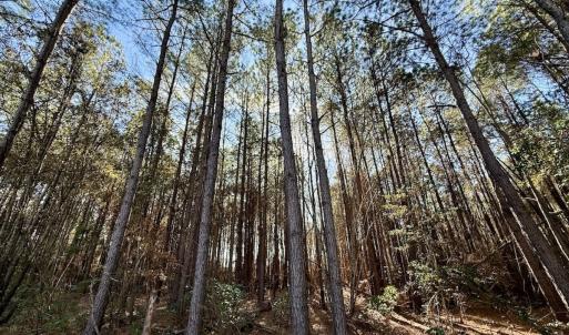 Photo #89 of 3572 NC Highway 42 E, Tarboro, NC 42.8 acres
