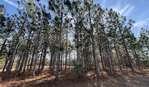 Photo #90 of 3572 NC Highway 42 E, Tarboro, NC 42.8 acres