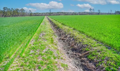 Photo #8 of NC 171 Hwy, Washington, NC 105.0 acres