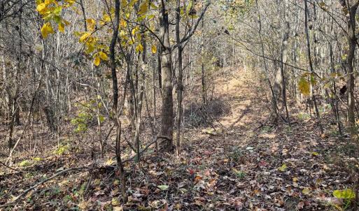 Photo #23 of 10406 Park Springs Rd, Ruffin, NC 8.7 acres