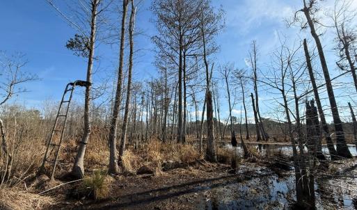 Photo #18 of Off JA Carroll Road, Bladenboro, NC 44.4 acres