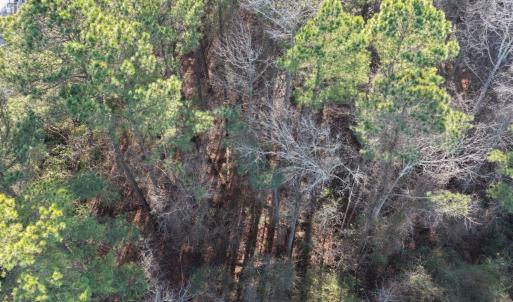 Photo #24 of Off NC 410 Hwy, Bladenboro, NC 14.5 acres