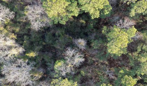 Photo #38 of Off NC 410 Hwy, Bladenboro, NC 14.5 acres