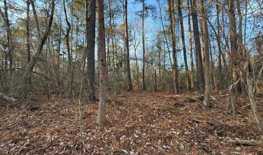 Photo #6 of Off NC 410 Hwy, Bladenboro, NC 14.5 acres