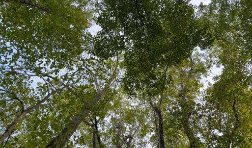 Photo #5 of Off Mann Oakley Road, Rougemont, NC 20.4 acres