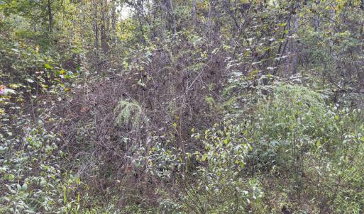 Photo #22 of Off Mann Oakley Road, Rougemont, NC 20.4 acres