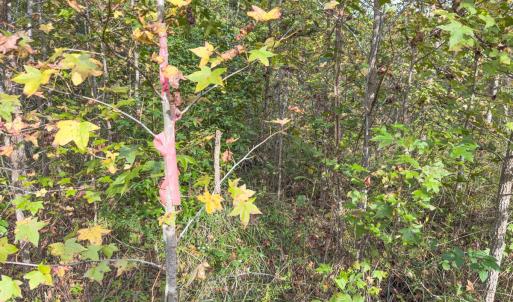 Photo #24 of Off Mann Oakley Road, Rougemont, NC 20.4 acres