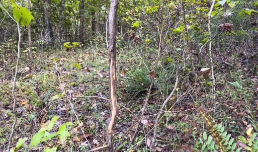 Photo #29 of Off Mann Oakley Road, Rougemont, NC 20.4 acres