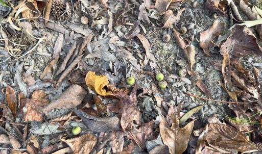 Photo #39 of Off Mann Oakley Road, Rougemont, NC 20.4 acres