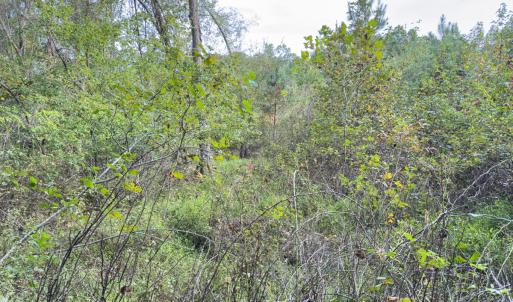 Photo #40 of Off Mann Oakley Road, Rougemont, NC 20.4 acres
