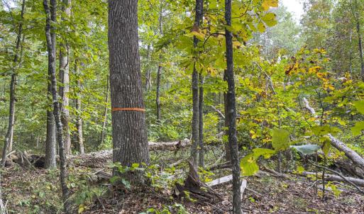 Photo #45 of Off Mann Oakley Road, Rougemont, NC 20.4 acres