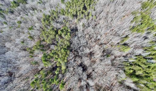 Photo #13 of 666 Soloman Rd, Prospect Hill, NC 28.0 acres