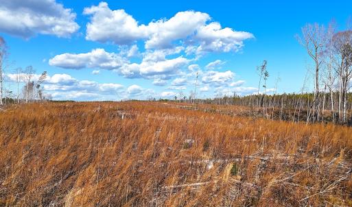 Photo #7 of Off White Oak Road, Dewitt, VA 52.5 acres