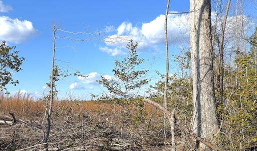 Photo #29 of Off White Oak Road, Dewitt, VA 52.5 acres