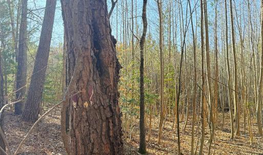 Photo #29 of Off Quaker Road, Dinwiddie, VA 30.0 acres