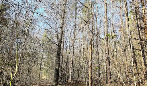 Photo #7 of Off Quaker Road, Dinwiddie, VA 30.0 acres