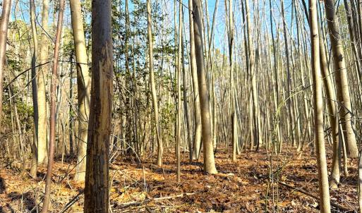 Photo #16 of Off Quaker Road, Dinwiddie, VA 30.0 acres