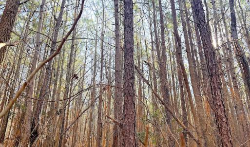 Photo #24 of Off Quaker Road, Dinwiddie, VA 30.0 acres