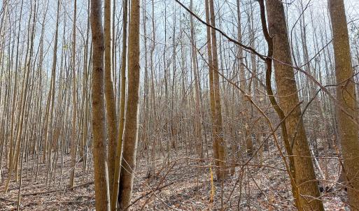 Photo #25 of Off Quaker Road, Dinwiddie, VA 30.0 acres