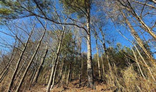 Photo #39 of Off Joe Gardner Road, Grifton, NC 28.0 acres