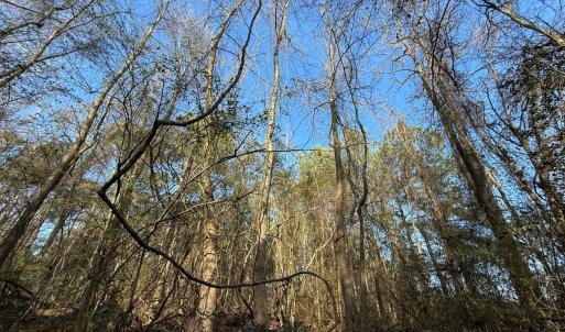 Photo #9 of Lot 6 Off of Euray Moore Road, Warsaw, NC 5.6 acres