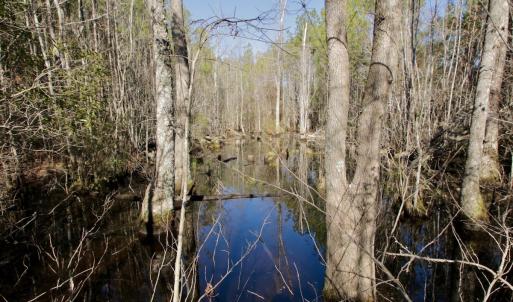 Photo #26 of Off Knobbs Creek Rd, Elizabeth City, NC 611.0 acres