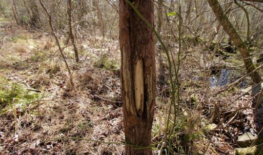 Photo #41 of Off Knobbs Creek Rd, Elizabeth City, NC 611.0 acres